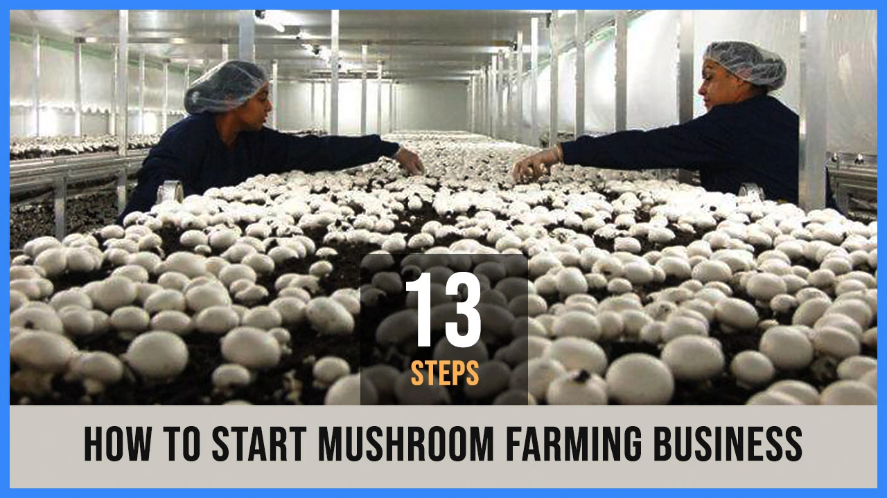 How to Start Mushroom Farming Business at Home in 2022