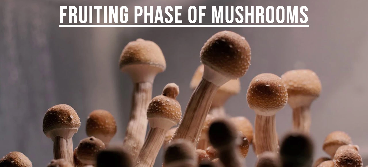 backyard mushroom farming, investment required for mushroom farming
